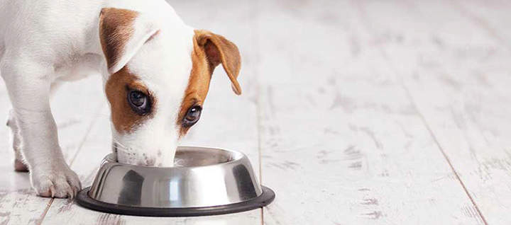 Privalumai šunų maistą perkant internetu