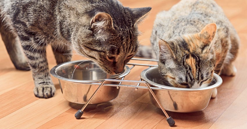 Konservai katėms - kokybiškai kačių mitybai